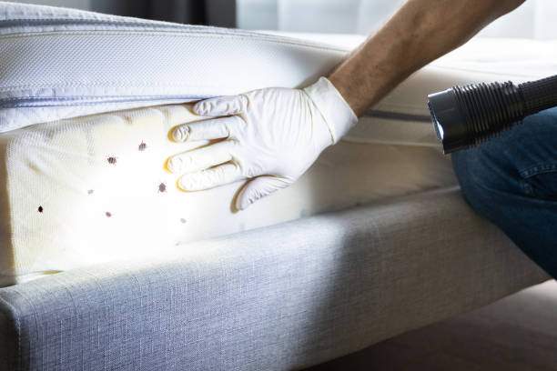Best Termite Control Services  in Spring Grove, MN
